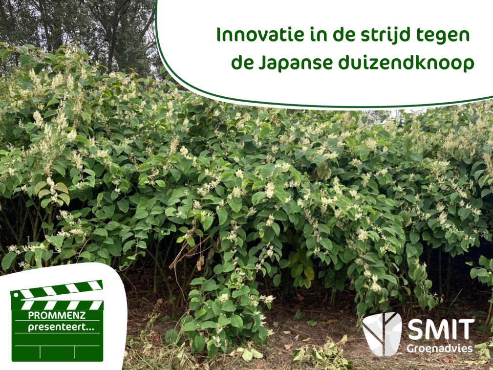 Project Japanse duizendknoop foto 1