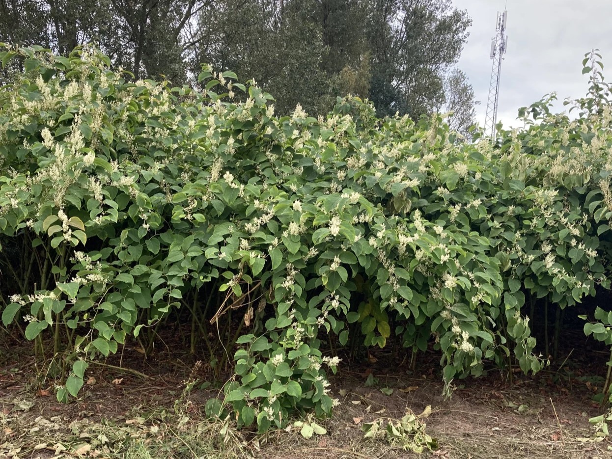 Japanse duizendknoop bestrijden