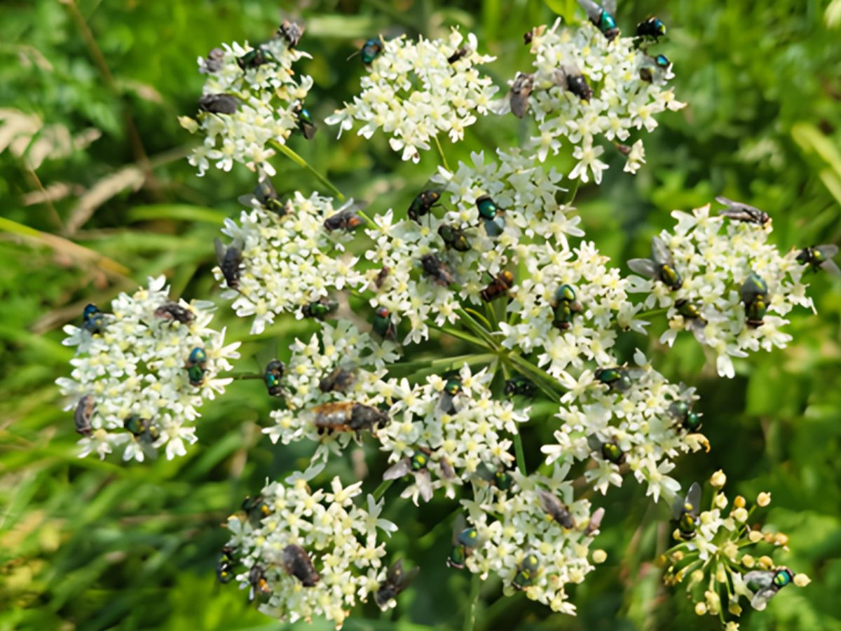 Berenklauw met diverse insecten
