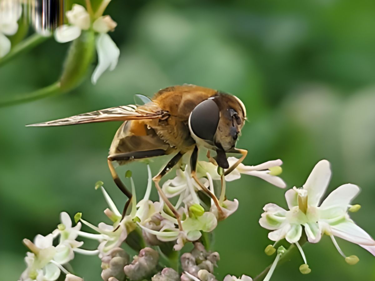 Kegelbijvlieg op berenklauw