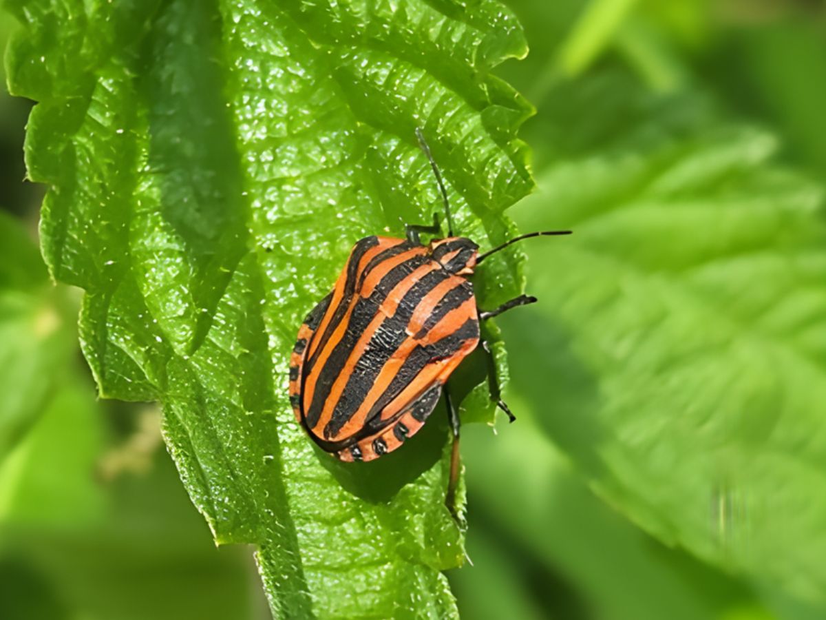 Pyamaschildwants op brandnetel