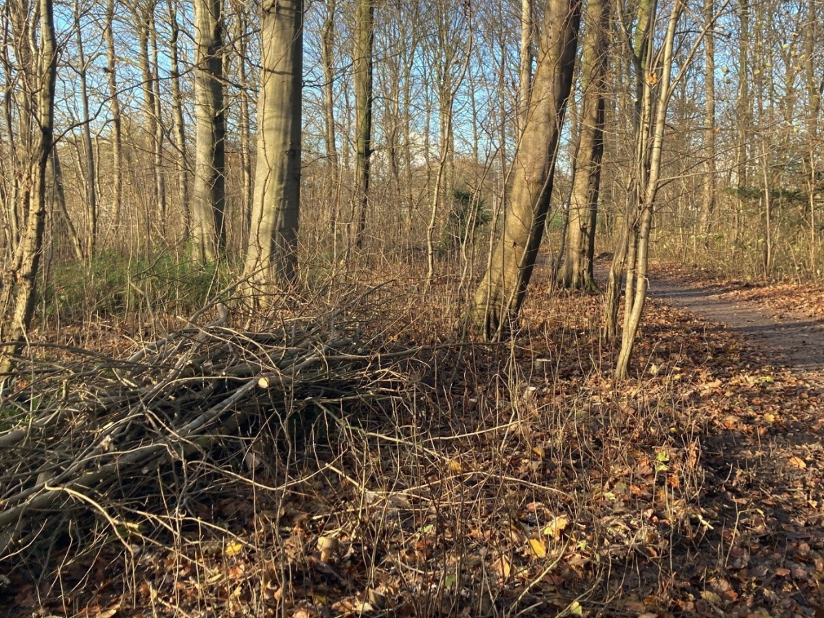 Bosschages Hollands Kroon 4