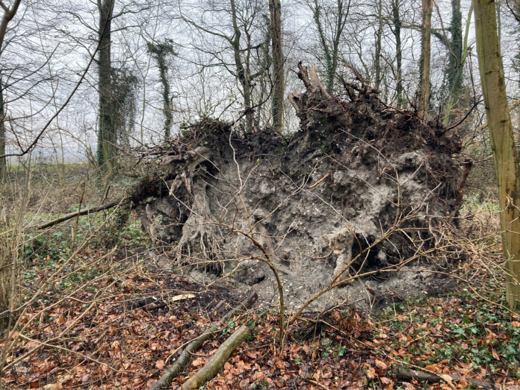 Bosschages Hollands Kroon 3