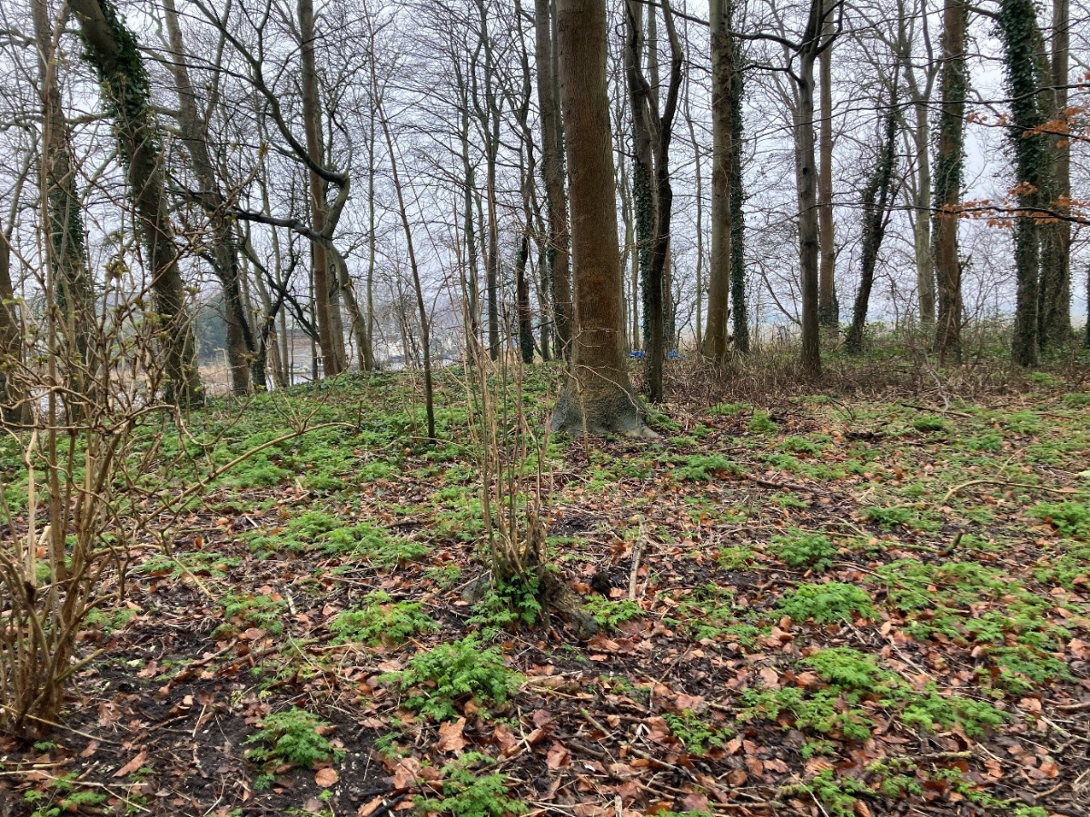 Bosschages Hollands Kroon 2