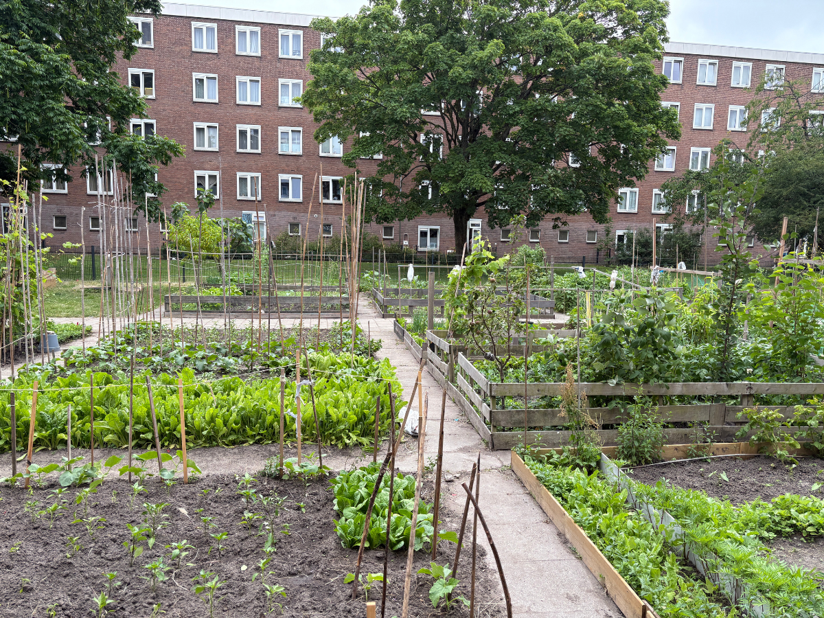 Reimerswaalbuurt complextuin Ymere 2