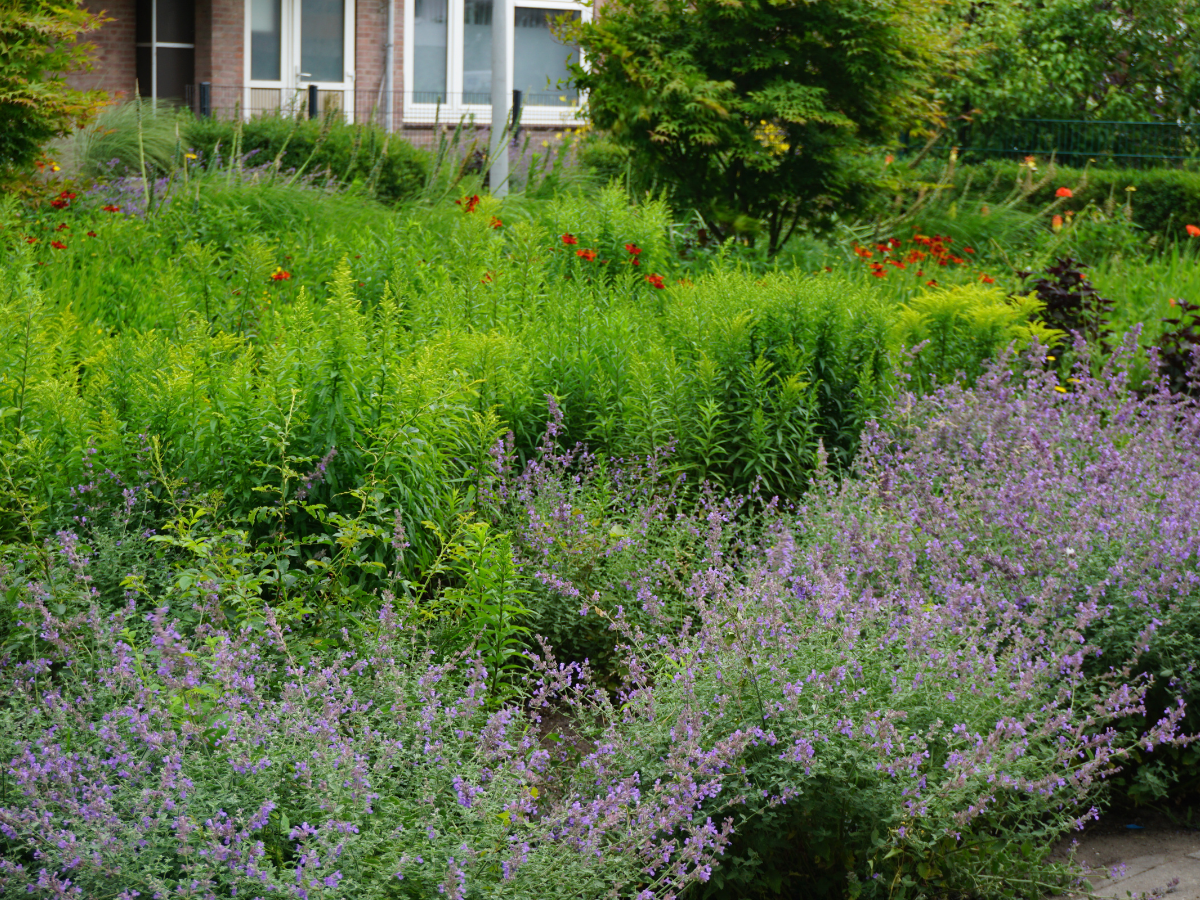 Reimerswaalbuurt complextuin Ymere 4