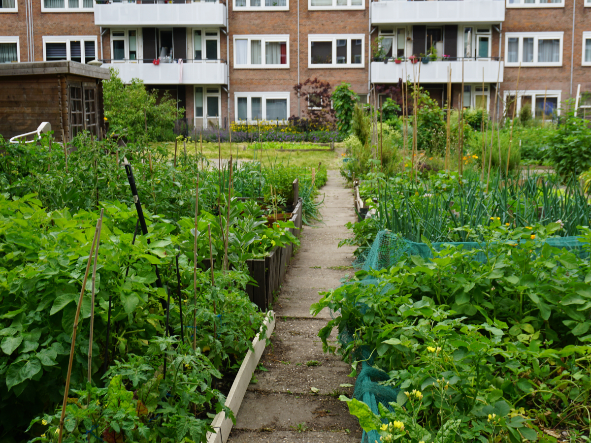 Reimerswaalbuurt complextuin Ymere 6