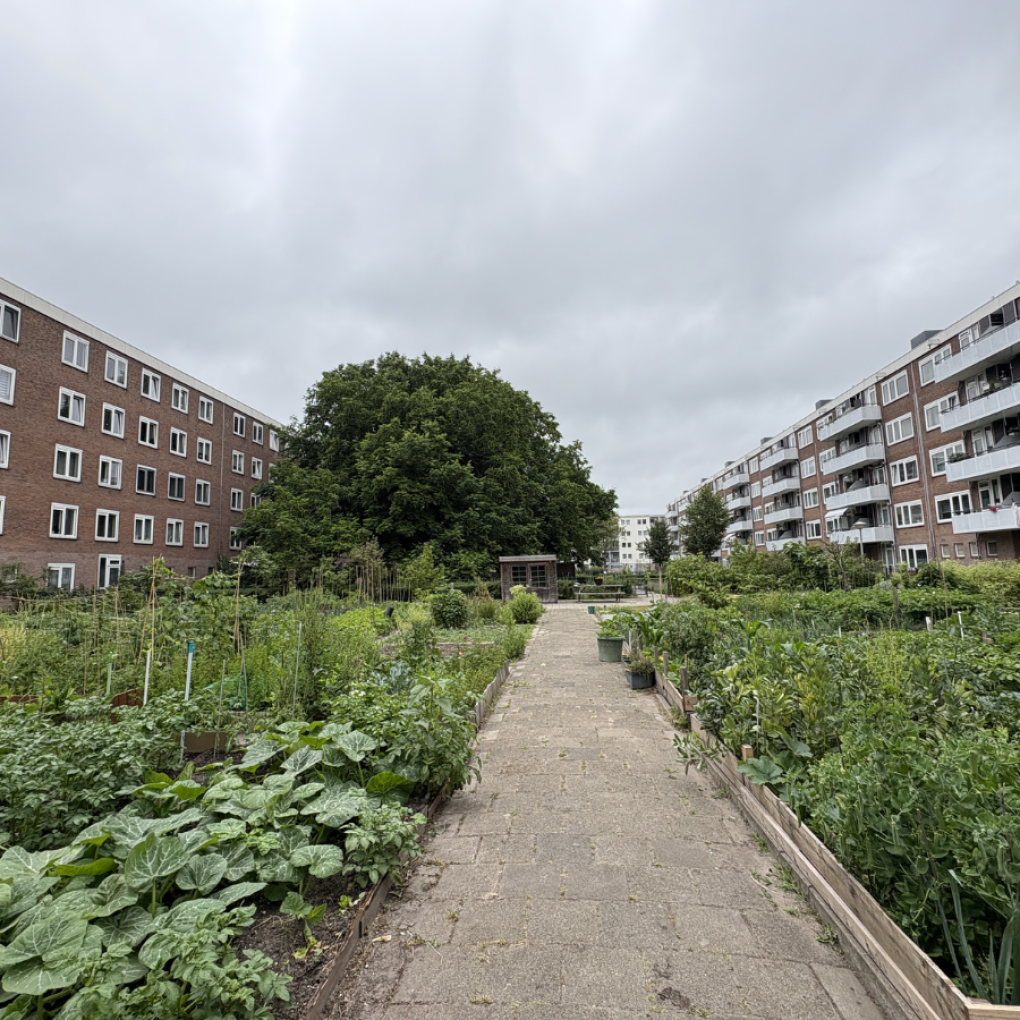 Reimerswaalbuurt complextuin Ymere