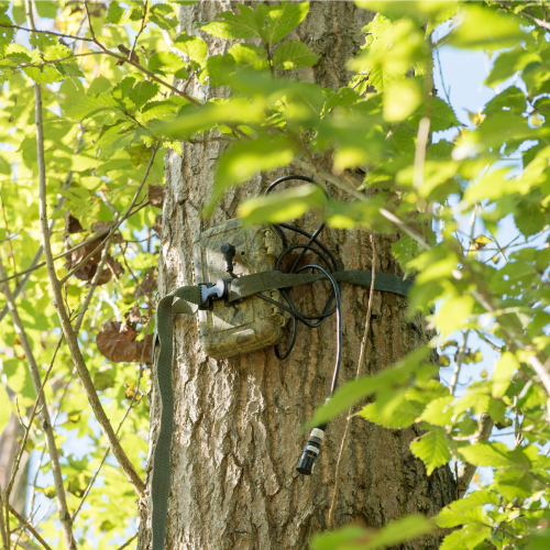 Wildcamera Purmerend