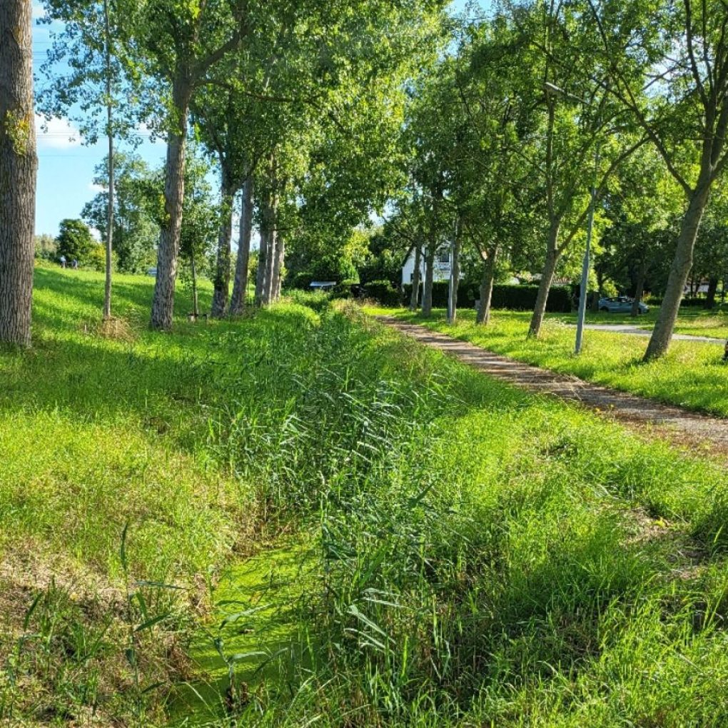 Berm gemeente Haarlemmermeer
