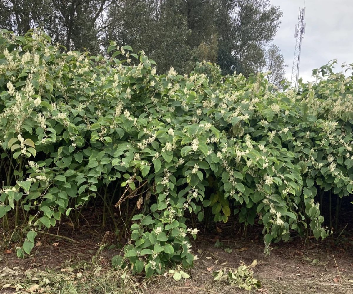 Japanse duizendknoop bestrijden